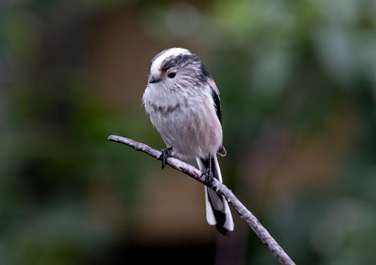 Bird2
